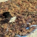 farming_seaweed_nlem_h_0159_bal3419.jpg
